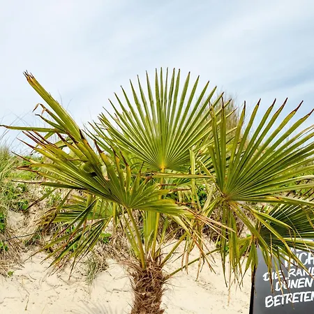 Strandhus Uiterst-hoern Treibholz *